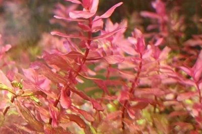 稻穗水草好不好养，养殖难度较大、对环境要求较严格