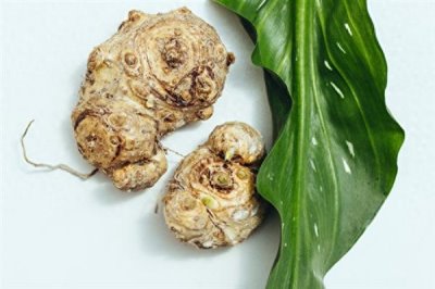 马蹄莲为何不开花,可能是缺光、施肥或浇水不当造成