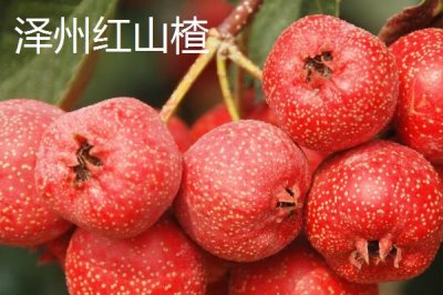 山西泽州的特产，以盛产山楂闻名全国