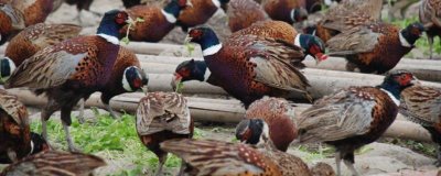 人工山鸡养殖的优势,投资少技术简单