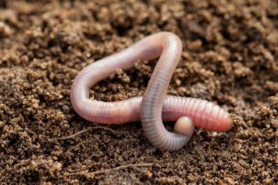 冬天怎么钓鲫鱼,试试这些饵料