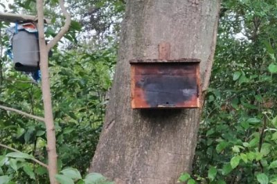 南方如何诱蜂及注意事项,利用蜂蜡可吸引侦查蜂