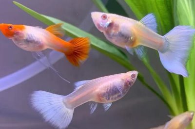 孔雀鱼缩尾能自愈吗,要根据缩尾的原因判断