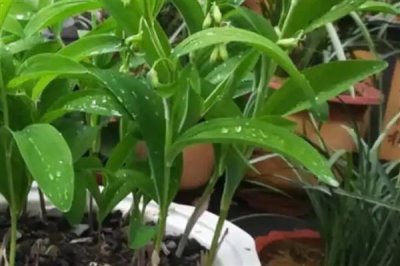 玉竹的价格,一斤鲜货需要22-25元左右