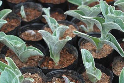 白雪姬的种植方法,喜欢偏暖的生长环境