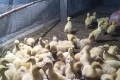 刚出生的小鹅喂什么食物，用米饭或米粒搭配青菜叶一起饲喂