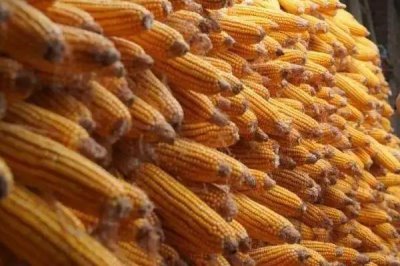 先丰1316玉米种子简介，出苗至成熟127天