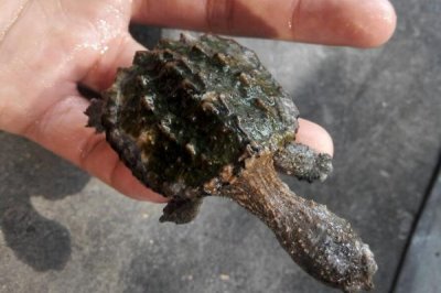 3cm小鳄龟容易养吗，饲养难度小