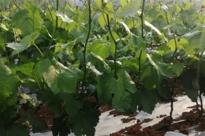 高磷型高钾型平衡型水溶肥的区别，使用时期和起到的效果不同