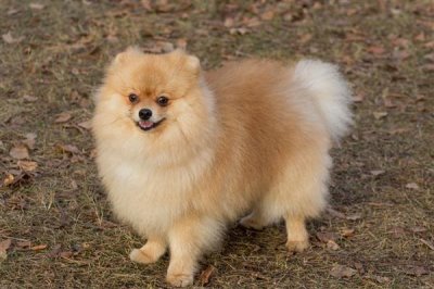 博美犬怎么训练，需要从简单到难