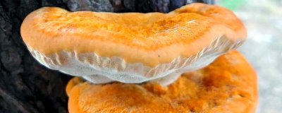 种植桑黄的利润和风险,效益可观但一些企业会进行欺骗经营