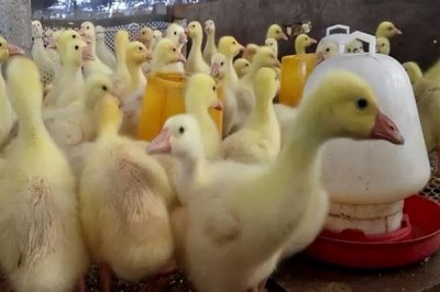 刚出生的小鹅喂什么食物，用米饭或米粒搭配青菜叶一起饲喂