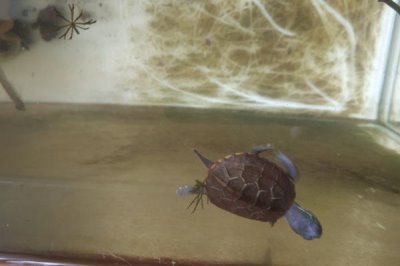 草龟互咬怎么办,可更换容器或分开饲养