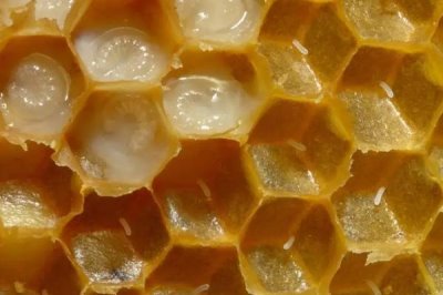 蜂后死了会怎样，蜂群自救能力强办法多