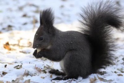 怎么养魔王松鼠,不宜食用肉蛋类食物
