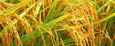 川农优308水稻种子特征特性,每亩有效穗数16.3万穗