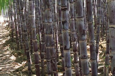 水果甘蔗怎么管理,每年要培土3-4次