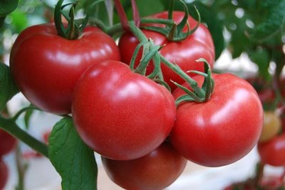 无土栽培蔬菜有哪些，番茄、苦瓜和茄子都可以