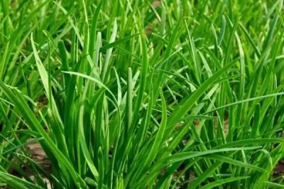 韭菜在什么时候播种，一年四季都可以播种