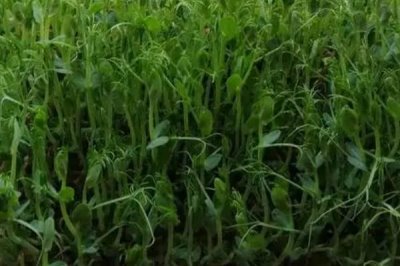 芽苗菜种子有哪些,常见的有绿豆、黄豆、黑豆、豌豆、相思豆等