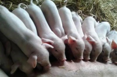 20多斤小猪拉稀怎么办,可选择静脉注射药物或服药