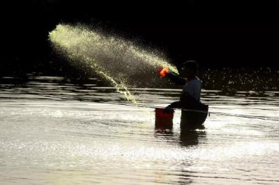 梭子蟹能人工养殖吗,梭子蟹通常可以人工养殖
