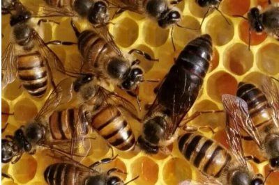 杀死蜂王会怎么样，会将工蜂幼虫改造成王台来育王