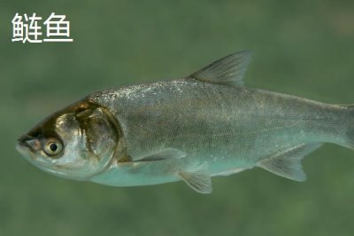 2号子线配几号伊势尼钩，配5-6号伊势尼钩为佳
