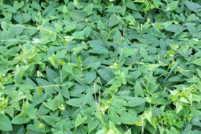 何首乌的繁殖方法,可种子、扦插和分株繁殖