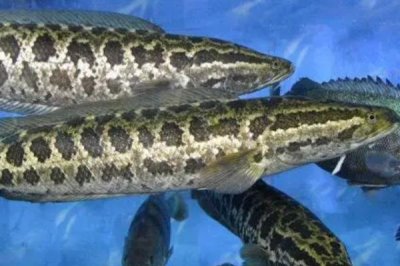 中国北方常见的淡水鱼品种,这7种最为常见