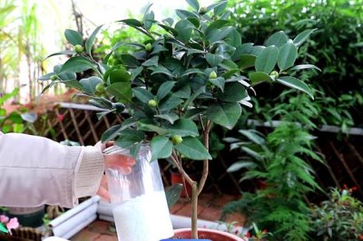 山茶花叶子发黄的原因及处理方式,可能是浇水过多或土质的影响等