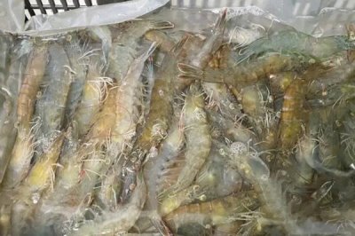 活虾保存方法，可以养在海水里或冷冻保存