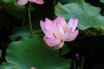 荷花有香味吗,香味一般较浅不易闻到