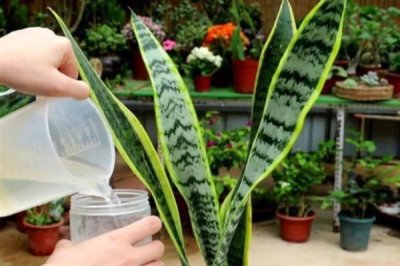 虎皮兰怎么养殖,冬季每隔10天浇一次水