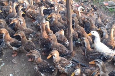 麻鸭有多少个品种,品种较多常见以下7种