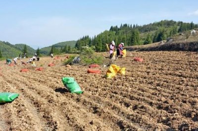 魔芋如何种植，用种芋播种是最常用