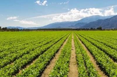 我国未来的农业发展趋势,有机农业前景可观