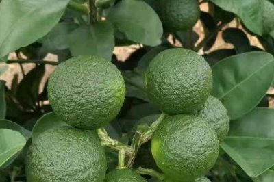 江西省安义县的特产,安义瓦灰鸡具有悠久的养殖历史