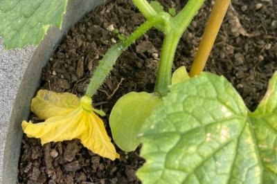 黄瓜苗很小就开花的原因,很有可能是种子有问题