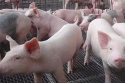 怎么判断猪得了猪瘟,一般体温会升高且精神不振