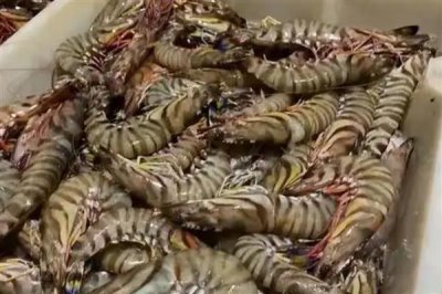 竹节虾和明虾有什么区别,前者呈蓝褐色、后者呈青蓝色或棕黄色