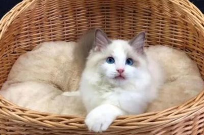 布偶猫怎么养,体重最重的猫之一