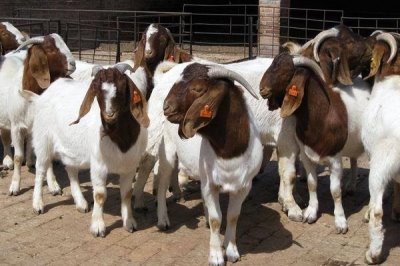 羊胃积食如何治疗,可以给病羊进行1-3天的禁食