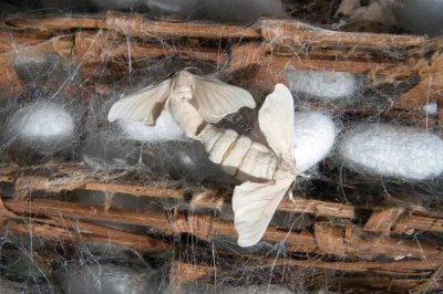 大规模养蚕要注意什么，及时处理食物残渣可避免病菌滋生