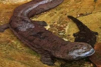 娃娃鱼对水质的要求,一般都采用的是泉水