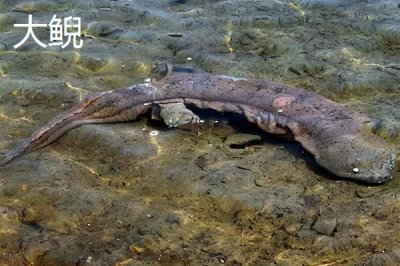 蝾螈和大鲵有什么区别，大鲵是体形最大的两栖动物