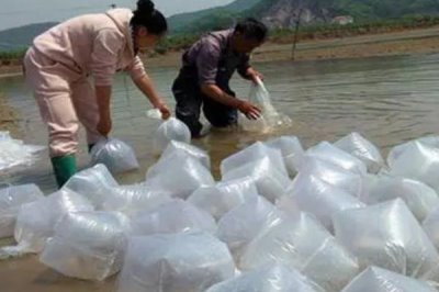 斑节对虾的产地,一般栖息于浅海海域