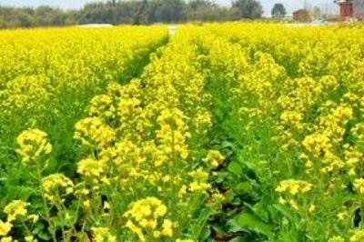 我国主要蜜源植物分布及花期,油菜分布最广