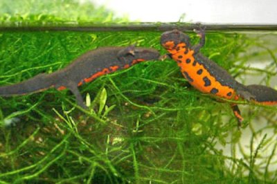 东方蝾螈又叫什么,是我国特有物种