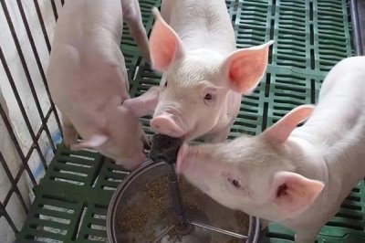 仔猪断奶后怎么喂食，根据日龄决定喂食量